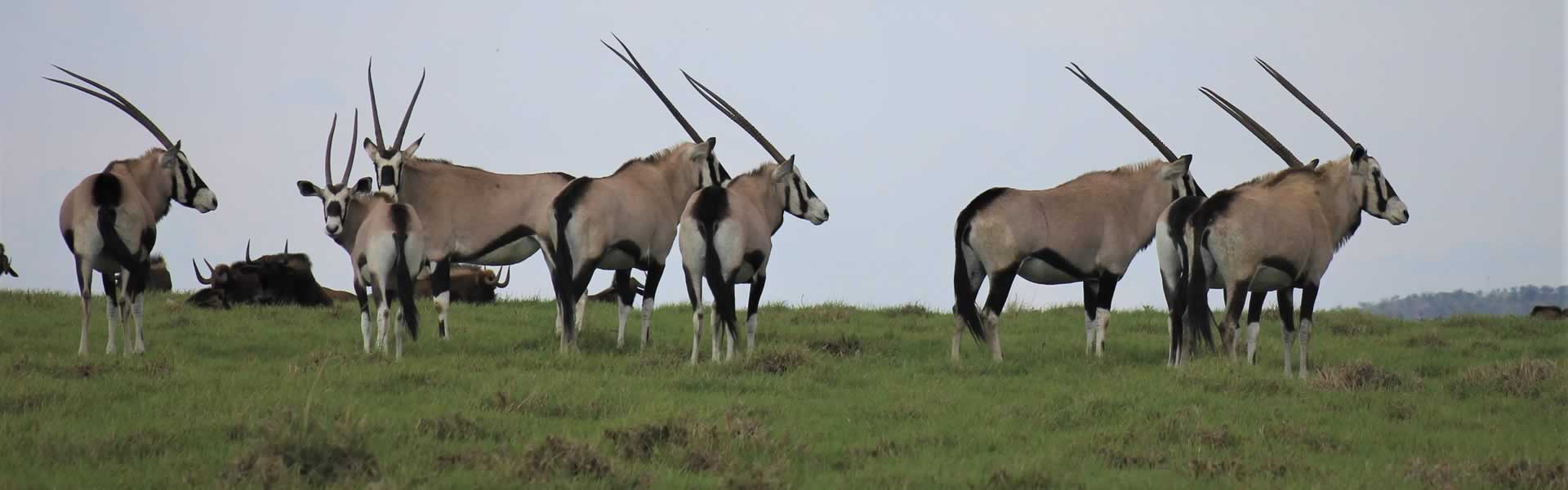 Hunting Oryx in South Africa