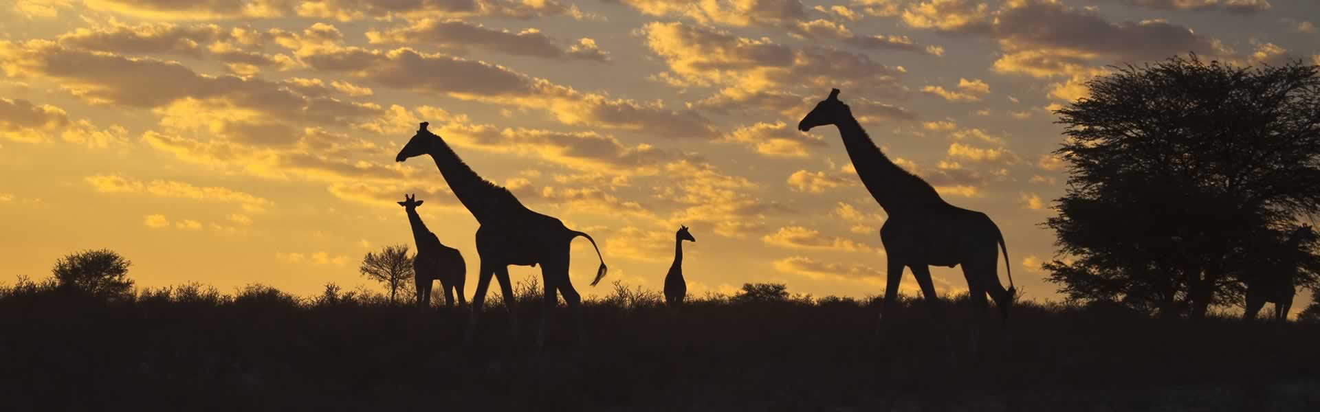 Hunting Giraffe in South Africa